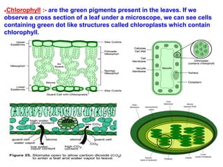 ●Stomata :- are tiny pores present in the leaves through which
exchange of gases takes place. Each stoma has a pair of gua...