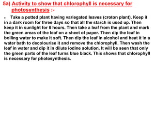 5a) Activity to show that chlorophyll is necessary for
photosynthesis :-
● Take a potted plant having variegated leaves (croton plant). Keep it
in a dark room for three days so that all the starch is used up. Then
keep it in sunlight for 6 hours. Then take a leaf from the plant and mark
the green areas of the leaf on a sheet of paper. Then dip the leaf in
boiling water to make it soft. Then dip the leaf in alcohol and heat it in a
water bath to decolourise it and remove the chlorophyll. Then wash the
leaf in water and dip it in dilute iodine solution. It will be seen that only
the green parts of the leaf turns blue black. This shows that chlorophyll
is necessary for photosynthesis.
 