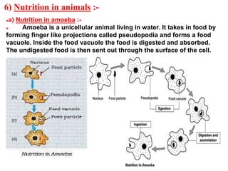 6) Nutrition in animals :-
●a) Nutrition in amoeba :-
● Amoeba is a unicellular animal living in water. It takes in food by
forming finger like projections called pseudopodia and forms a food
vacuole. Inside the food vacuole the food is digested and absorbed.
The undigested food is then sent out through the surface of the cell.
 