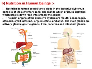 b) Nutrition in Human beings :-
● Nutrition in human beings takes place in the digestive system. It
consists of the alimentary canal and glands which produce enzymes
which breaks down food into smaller molecules.
● The main organs of the digestive system are mouth, oesophagus,
stomach, small intestine, large intestine, and anus. The main glands are
salivary glands, gastric glands, liver, pancreas and intestinal glands.
 