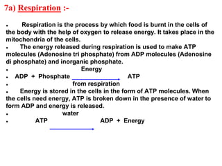 7a) Respiration :-
● Respiration is the process by which food is burnt in the cells of
the body with the help of oxygen to release energy. It takes place in the
mitochondria of the cells.
● The energy released during respiration is used to make ATP
molecules (Adenosine tri phosphate) from ADP molecules (Adenosine
di phosphate) and inorganic phosphate.
● Energy
● ADP + Phosphate ATP
● from respiration
● Energy is stored in the cells in the form of ATP molecules. When
the cells need energy, ATP is broken down in the presence of water to
form ADP and energy is released.
● water
● ATP ADP + Energy
 
