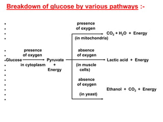 Breakdown of glucose by various pathways :-
● presence
● of oxygen
● CO2 + H2O + Energy
● (in mitochondria)
● presence absence
● of oxygen of oxygen
●Glucose Pyruvate Lactic acid + Energy
● in cytoplasm + (in muscle
● Energy cells)
●
● absence
● of oxygen
● Ethanol + CO2 + Energy
● (in yeast)
●
 