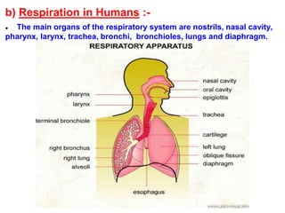 b) Respiration in Humans :-
● The main organs of the respiratory system are nostrils, nasal cavity,
pharynx, larynx, trachea, bronchi, bronchioles, lungs and diaphragm.
 