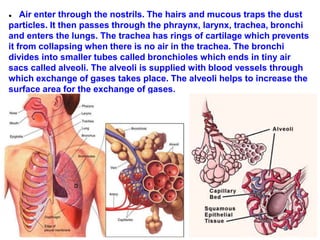 ● Air enter through the nostrils. The hairs and mucous traps the dust
particles. It then passes through the phraynx, larynx, trachea, bronchi
and enters the lungs. The trachea has rings of cartilage which prevents
it from collapsing when there is no air in the trachea. The bronchi
divides into smaller tubes called bronchioles which ends in tiny air
sacs called alveoli. The alveoli is supplied with blood vessels through
which exchange of gases takes place. The alveoli helps to increase the
surface area for the exchange of gases.
 