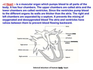 ●v) Heart :- is a muscular organ which pumps blood to all parts of the
body. It has four chambers. The upper chambers are called atria and the
lower chambers are called ventricles. Since the ventricles pump blood
to the different organs its walls are thicker than the atria. The right and
left chambers are separated by a septum. It prevents the mixing of
oxygenated and deoxygenated blood The atria and ventricles have
valves between them to prevent blood flowing backward.
vein
artery
xxxxxxxx
xxxxx heart
xxxx
 