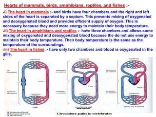 Hearts of mammals, birds, amphibians, reptiles, and fishes :-
●i) The heart in mammals :- and birds have four chambers and the right and left
sides of the heart is separated by a septum. This prevents mixing of oxygenated
and deoxygenated blood and provides efficient supply of oxygen. This is
necessary because they need more energy to maintain their body temperature.
●ii) The heart in amphibians and reptiles :- have three chambers and allows some
mixing of oxygenated and deoxygenated blood because the do not use energy to
maintain their body temperature. Their body temperature is the same as the
temperature of the surroundings.
●iii) The heart in fishes :- have only two chambers and blood is oxygenated in the
gills.
●
 