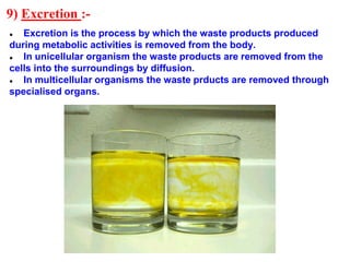 9) Excretion :-
● Excretion is the process by which the waste products produced
during metabolic activities is removed from the body.
● In unicellular organism the waste products are removed from the
cells into the surroundings by diffusion.
● In multicellular organisms the waste prducts are removed through
specialised organs.
 