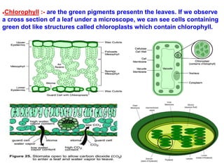 ●Chlorophyll :- are the green pigments presentn the leaves. If we observe
a cross section of a leaf under a microscope, we can see cells containing
green dot like structures called chloroplasts which contain chlorophyll.
 