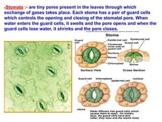 ●Stomata :- are tiny pores present in the leaves through which
exchange of gases takes place. Each stoma has a pair of guard cells
which controls the opening and closing of the stomatal pore. When
water enters the guard cells, it swells and the pore opens and when the
guard cells lose water, it shrinks and the pore closes.
 