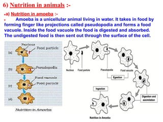 6) Nutrition in animals :-
●a) Nutrition in amoeba :-
● Amoeba is a unicellular animal living in water. It takes in food by
forming finger like projections called pseudopodia and forms a food
vacuole. Inside the food vacuole the food is digested and absorbed.
The undigested food is then sent out through the surface of the cell.
 