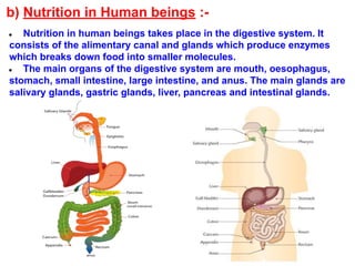 b) Nutrition in Human beings :-
● Nutrition in human beings takes place in the digestive system. It
consists of the alimentary canal and glands which produce enzymes
which breaks down food into smaller molecules.
● The main organs of the digestive system are mouth, oesophagus,
stomach, small intestine, large intestine, and anus. The main glands are
salivary glands, gastric glands, liver, pancreas and intestinal glands.
 