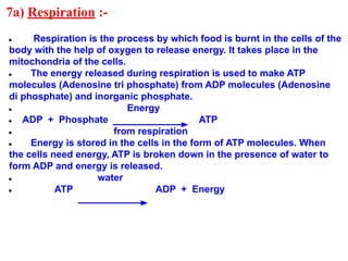 7a) Respiration :-
● Respiration is the process by which food is burnt in the cells of the
body with the help of oxygen to release energy. It takes place in the
mitochondria of the cells.
● The energy released during respiration is used to make ATP
molecules (Adenosine tri phosphate) from ADP molecules (Adenosine
di phosphate) and inorganic phosphate.
● Energy
● ADP + Phosphate ATP
● from respiration
● Energy is stored in the cells in the form of ATP molecules. When
the cells need energy, ATP is broken down in the presence of water to
form ADP and energy is released.
● water
● ATP ADP + Energy
 