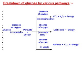 Breakdown of glucose by various pathways :-
● presence
● of oxygen
● CO2
+ H2
O + Energy
● (in mitochondria)
● presence absence
● of oxygen of oxygen
●Glucose Pyruvate Lactic acid + Energy
● in cytoplasm + (in muscle
● Energy cells)
●
● absence
● of oxygen
● Ethanol + CO2
+ Energy
● (in yeast)
●
 