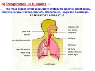 b) Respiration in Humans :-
● The main organs of the respiratory system are nostrils, nasal cavity,
pharynx, larynx, trachea, bronchi, bronchioles, lungs and diaphragm.
 