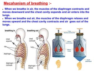 Mecahanism of breathing :-
● When we breathe in air, the muscles of the diaphragm contracts and
moves downward and the chest cavity expands and air enters into the
lungs.
● When we breathe out air, the muscles of the diaphragm relaxes and
moves upward and the chest cavity contracts and air goes out of the
lungs.
 
