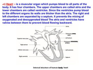 ●v) Heart :- is a muscular organ which pumps blood to all parts of the
body. It has four chambers. The upper chambers are called atria and the
lower chambers are called ventricles. Since the ventricles pump blood
to the different organs its walls are thicker than the atria. The right and
left chambers are separated by a septum. It prevents the mixing of
oxygenated and deoxygenated blood The atria and ventricles have
valves between them to prevent blood flowing backward.
vein
artery
xxxxxxxx
xxxxx heart
xxxx
 