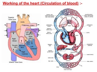 Working of the heart (Circulation of blood) :-
 