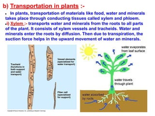 b) Transportation in plants :-
● In plants, transportation of materials like food, water and minerals
takes place through conducting tissues called xylem and phloem.
●i) Xylem :- transports water and minerals from the roots to all parts
of the plant. It consists of xylem vessels and tracheids. Water and
minerals enter the roots by diffusion. Then due to transpiration, the
suction force helps in the upward movement of water an minerals.
 