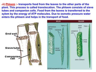 ●ii) Phloem :- transports food from the leaves to the other parts of the
plant. This process is called translocation. The phloem consists of sieve
tubes and companion cells. Food from the leaves is transferred to the
xylem by the energy of ATP molecules. Due to osmotic pressure water
enters the phloem and helps in the transport of food.
 