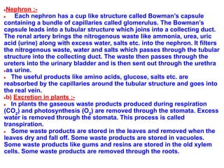 ●Nephron :-
● Each nephron has a cup like structure called Bowman’s capsule
containing a bundle of capillaries called glomerulus. The Bowman’s
capsule leads into a tubular structure which joins into a collecting duct.
The renal artery brings the nitrogenous waste like ammonia, urea, uric
acid (urine) along with excess water, salts etc. into the nephron. It filters
the nitrogenous waste, water and salts which passes through the tubular
structure into the collecting duct. The waste then passes through the
ureters into the urinary bladder and is then sent out through the urethra
●as urine.
● The useful products like amino acids, glucose, salts etc. are
reabsorbed by the capillaries around the tubular structure and goes into
the real vein.
●b) Excretion in plants :-
● In plants the gaseous waste products produced during respiration
(CO2
) and photosynthesis (O2
) are removed through the stomata. Excess
water is removed through the stomata. This process is called
transpiration.
● Some waste products are stored in the leaves and removed when the
leaves dry and fall off. Some waste products are stored in vacuoles.
Some waste products like gums and resins are stored in the old xylem
cells. Some waste products are removed through the roots.
 