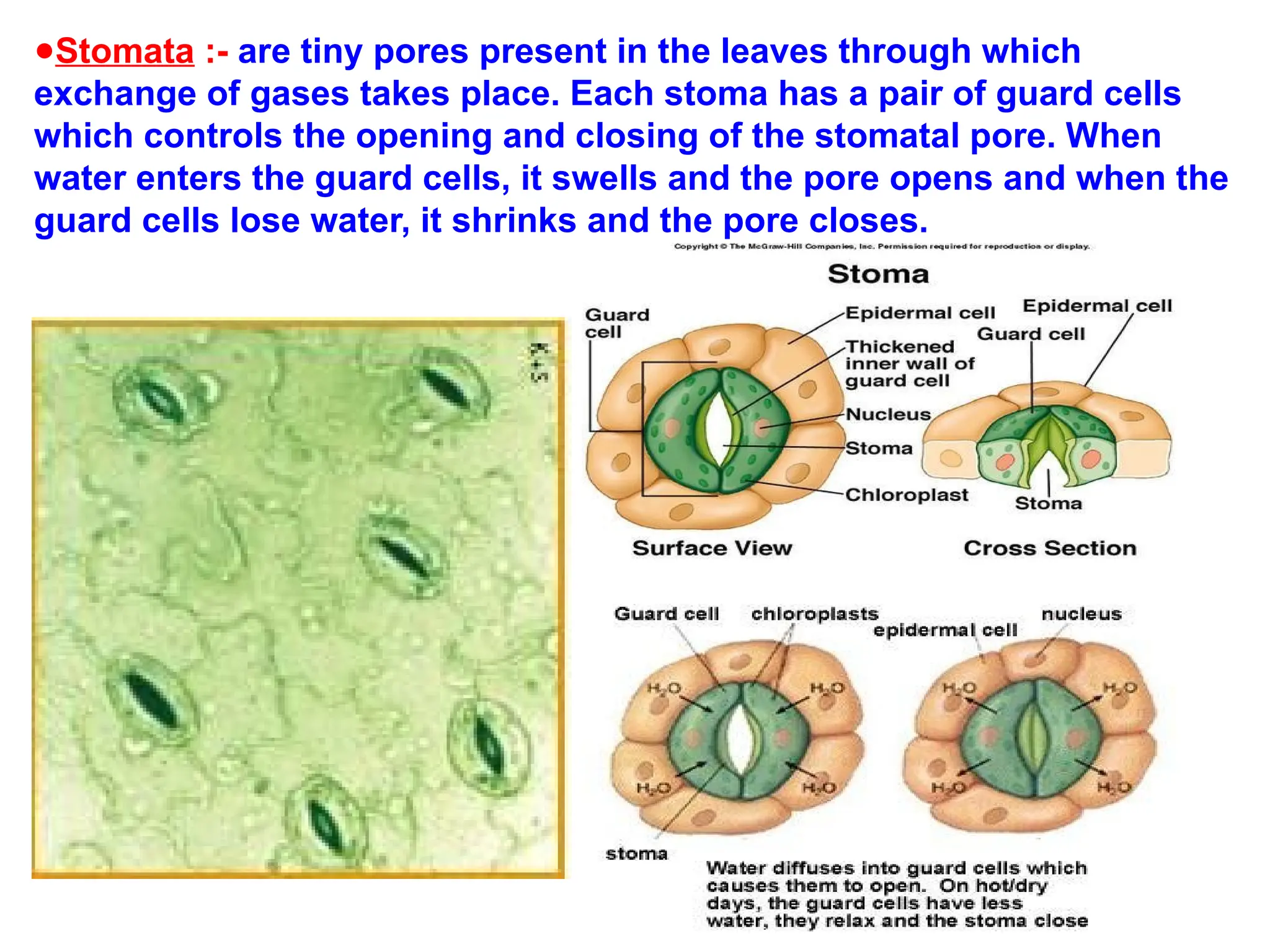 ●Stomata :- are tiny pores present in the leaves through which
exchange of gases takes place. Each stoma has a pair of guard cells
which controls the opening and closing of the stomatal pore. When
water enters the guard cells, it swells and the pore opens and when the
guard cells lose water, it shrinks and the pore closes.
 