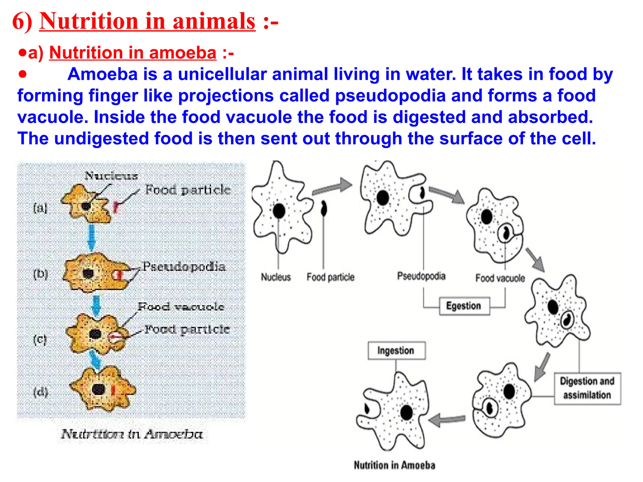 6) Nutrition in animals :-
●a) Nutrition in amoeba :-
● Amoeba is a unicellular animal living in water. It takes in food by
forming finger like projections called pseudopodia and forms a food
vacuole. Inside the food vacuole the food is digested and absorbed.
The undigested food is then sent out through the surface of the cell.
 