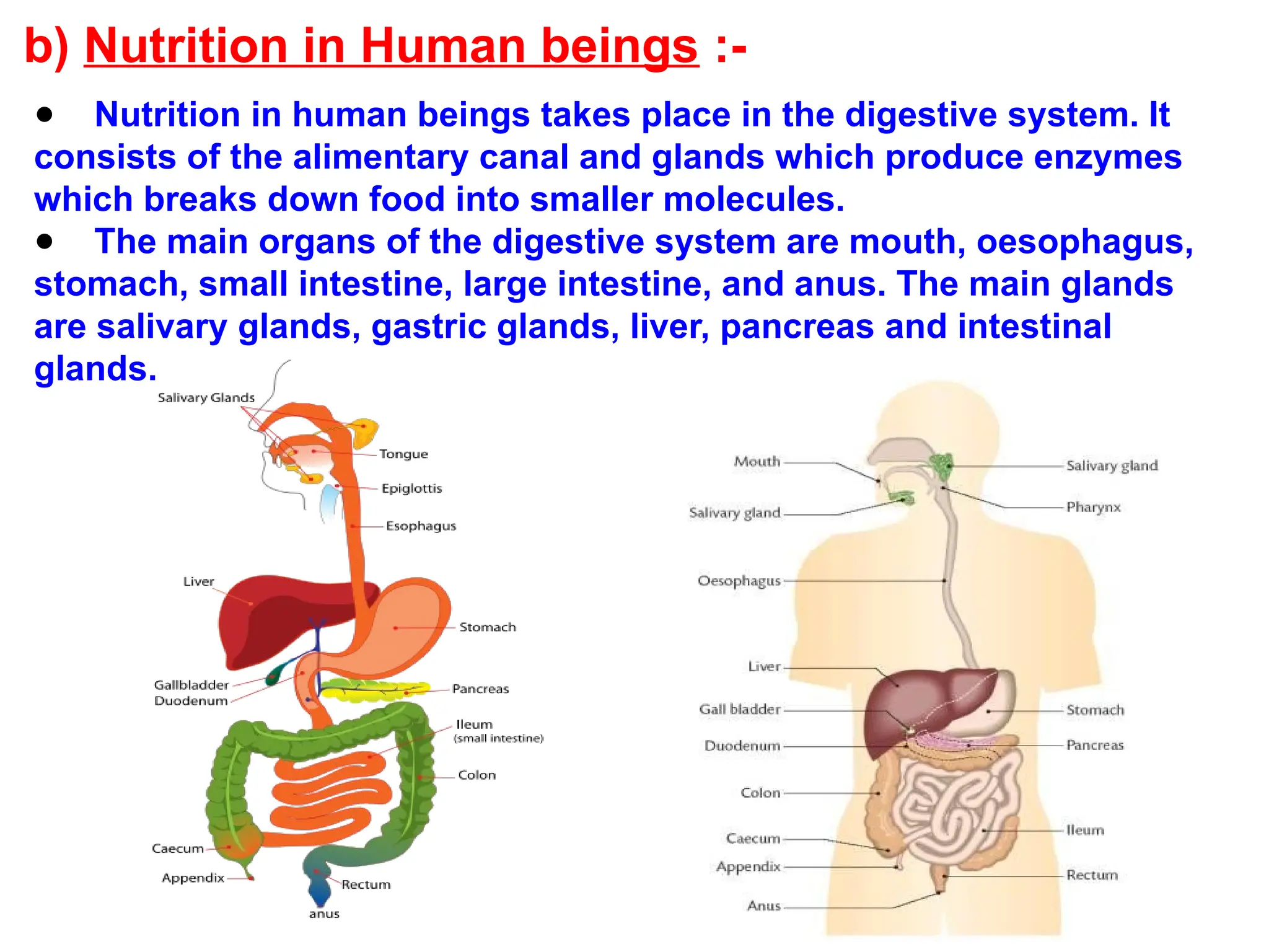 b) Nutrition in Human beings :-
● Nutrition in human beings takes place in the digestive system. It
consists of the alimentary canal and glands which produce enzymes
which breaks down food into smaller molecules.
● The main organs of the digestive system are mouth, oesophagus,
stomach, small intestine, large intestine, and anus. The main glands
are salivary glands, gastric glands, liver, pancreas and intestinal
glands.
 