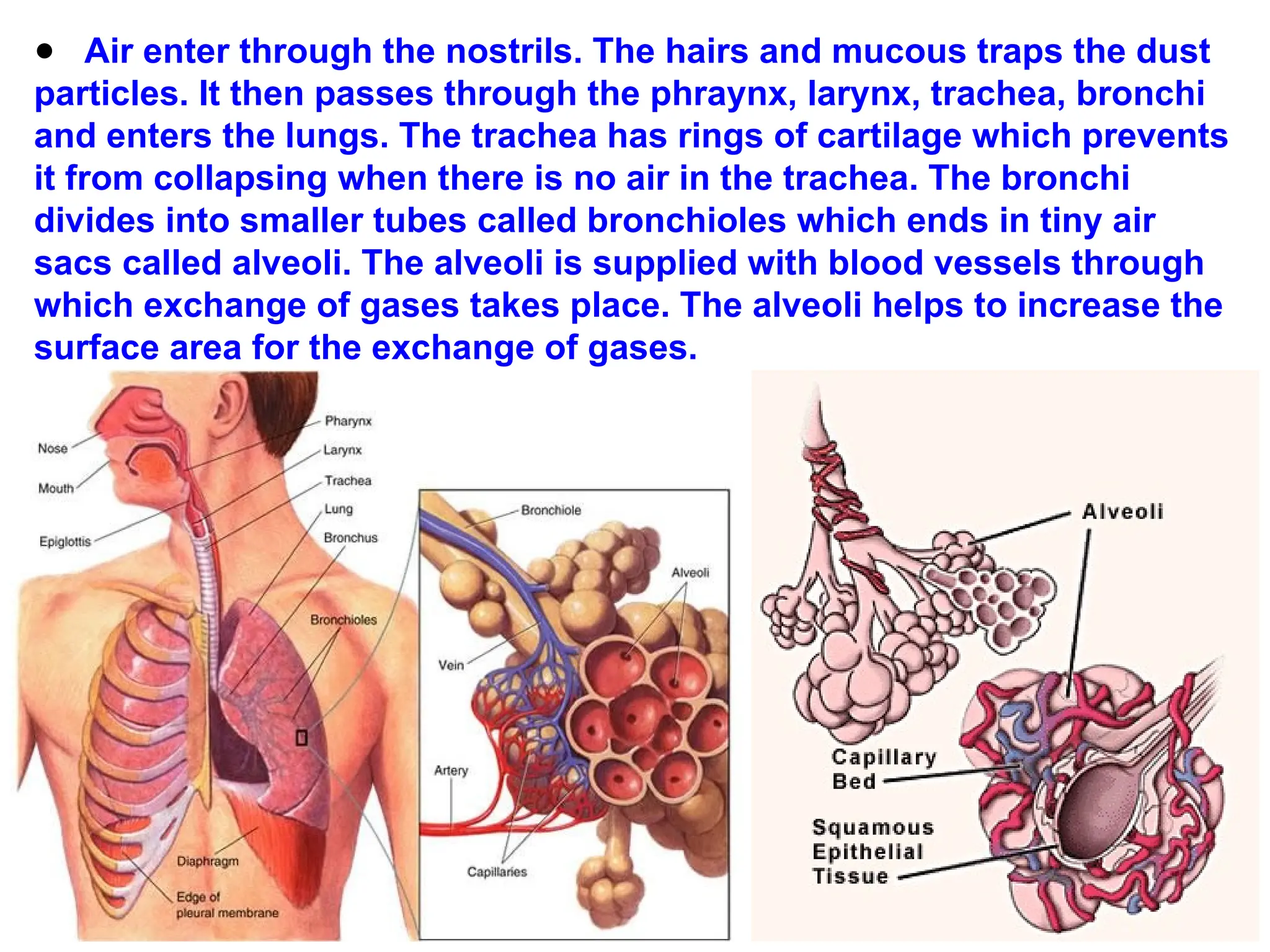 ● Air enter through the nostrils. The hairs and mucous traps the dust
particles. It then passes through the phraynx, larynx, trachea, bronchi
and enters the lungs. The trachea has rings of cartilage which prevents
it from collapsing when there is no air in the trachea. The bronchi
divides into smaller tubes called bronchioles which ends in tiny air
sacs called alveoli. The alveoli is supplied with blood vessels through
which exchange of gases takes place. The alveoli helps to increase the
surface area for the exchange of gases.
 
