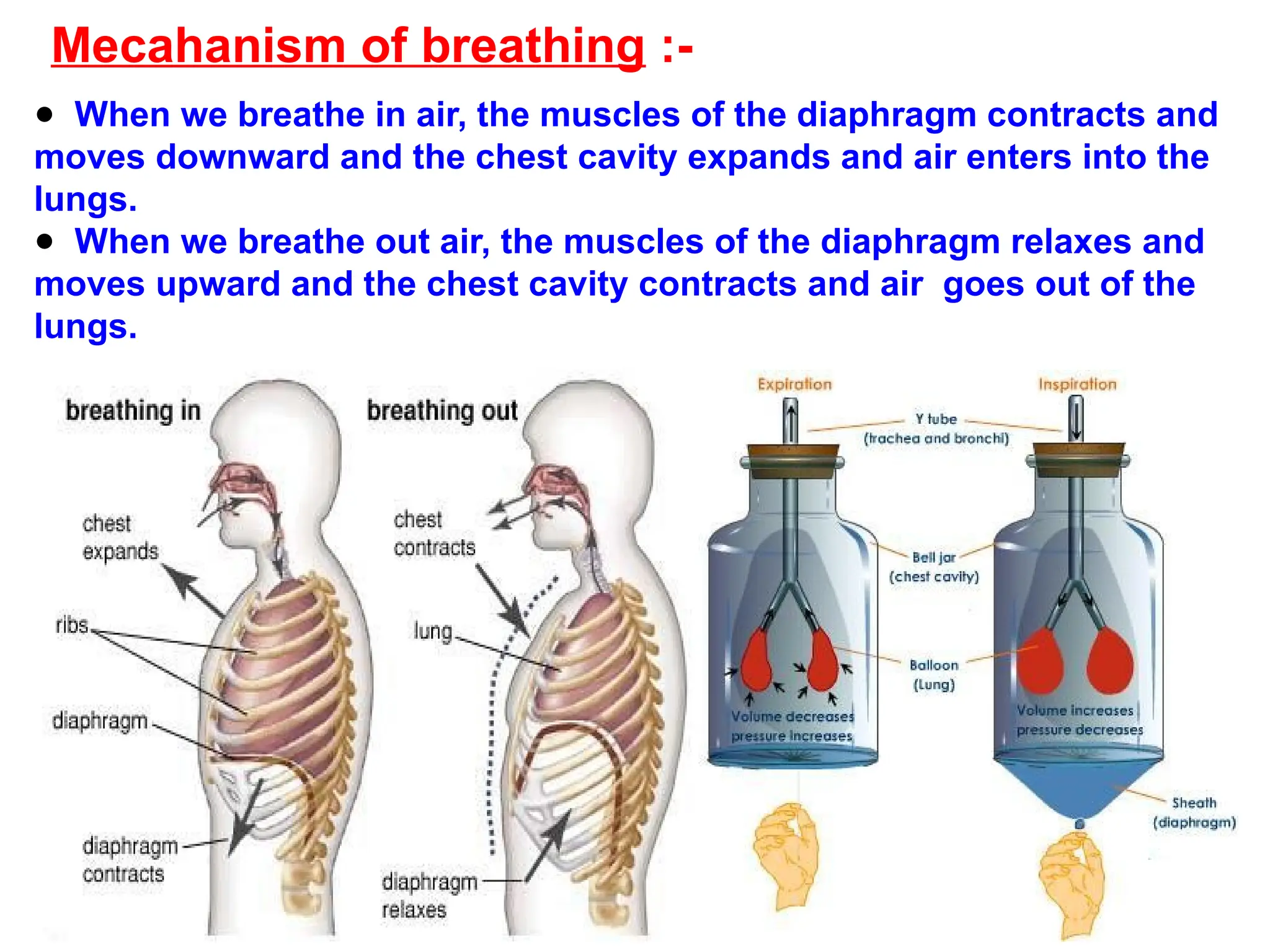 Mecahanism of breathing :-
● When we breathe in air, the muscles of the diaphragm contracts and
moves downward and the chest cavity expands and air enters into the
lungs.
● When we breathe out air, the muscles of the diaphragm relaxes and
moves upward and the chest cavity contracts and air goes out of the
lungs.
 