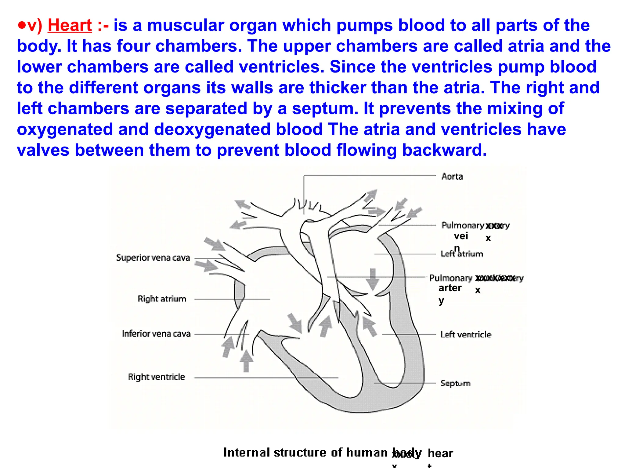 ●v) Heart :- is a muscular organ which pumps blood to all parts of the
body. It has four chambers. The upper chambers are called atria and the
lower chambers are called ventricles. Since the ventricles pump blood
to the different organs its walls are thicker than the atria. The right and
left chambers are separated by a septum. It prevents the mixing of
oxygenated and deoxygenated blood The atria and ventricles have
valves between them to prevent blood flowing backward.
vei
n
arter
y
xxxxxxx
x
xxxx hear
xxx
x
 