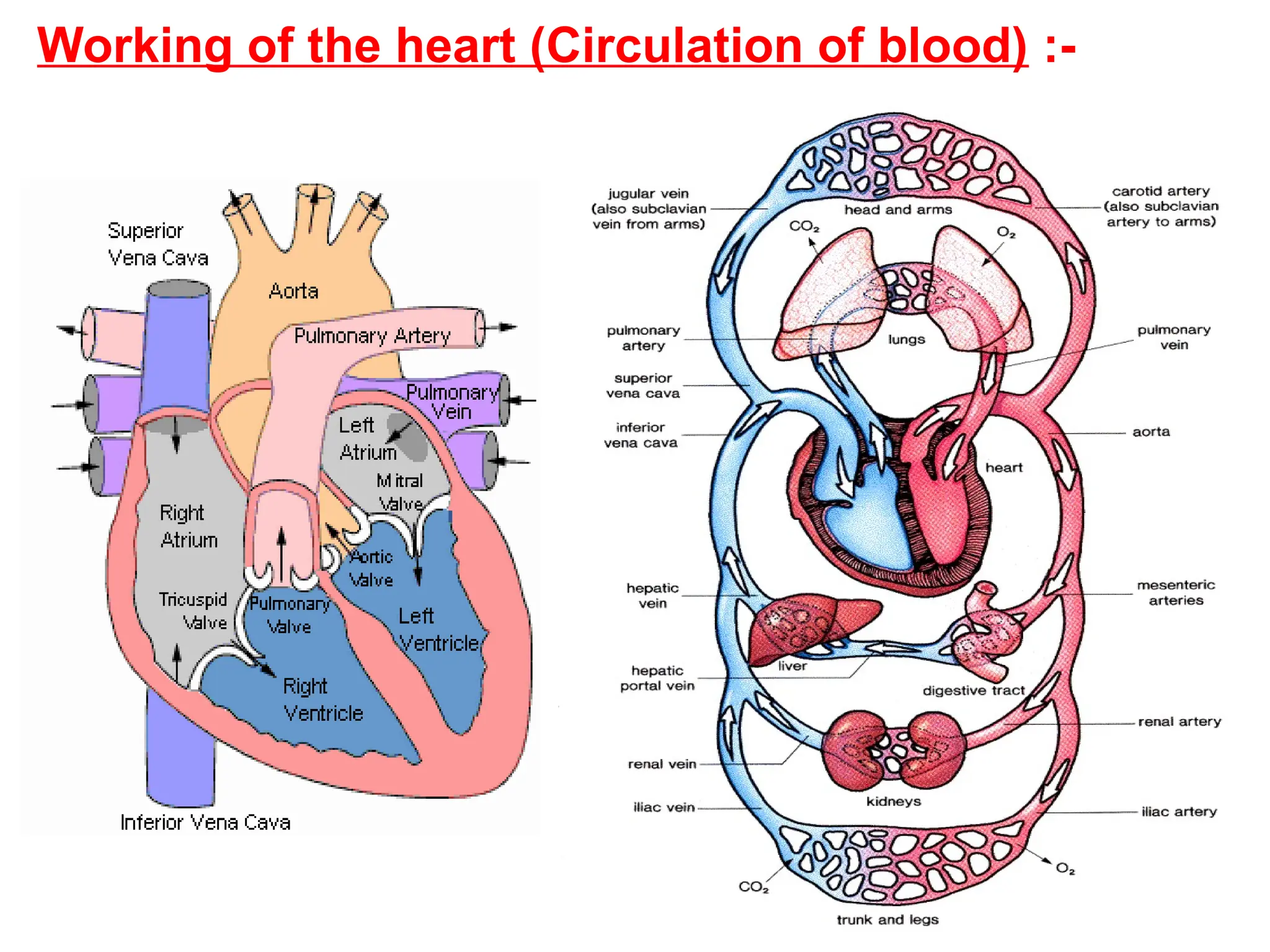 Working of the heart (Circulation of blood) :-
 