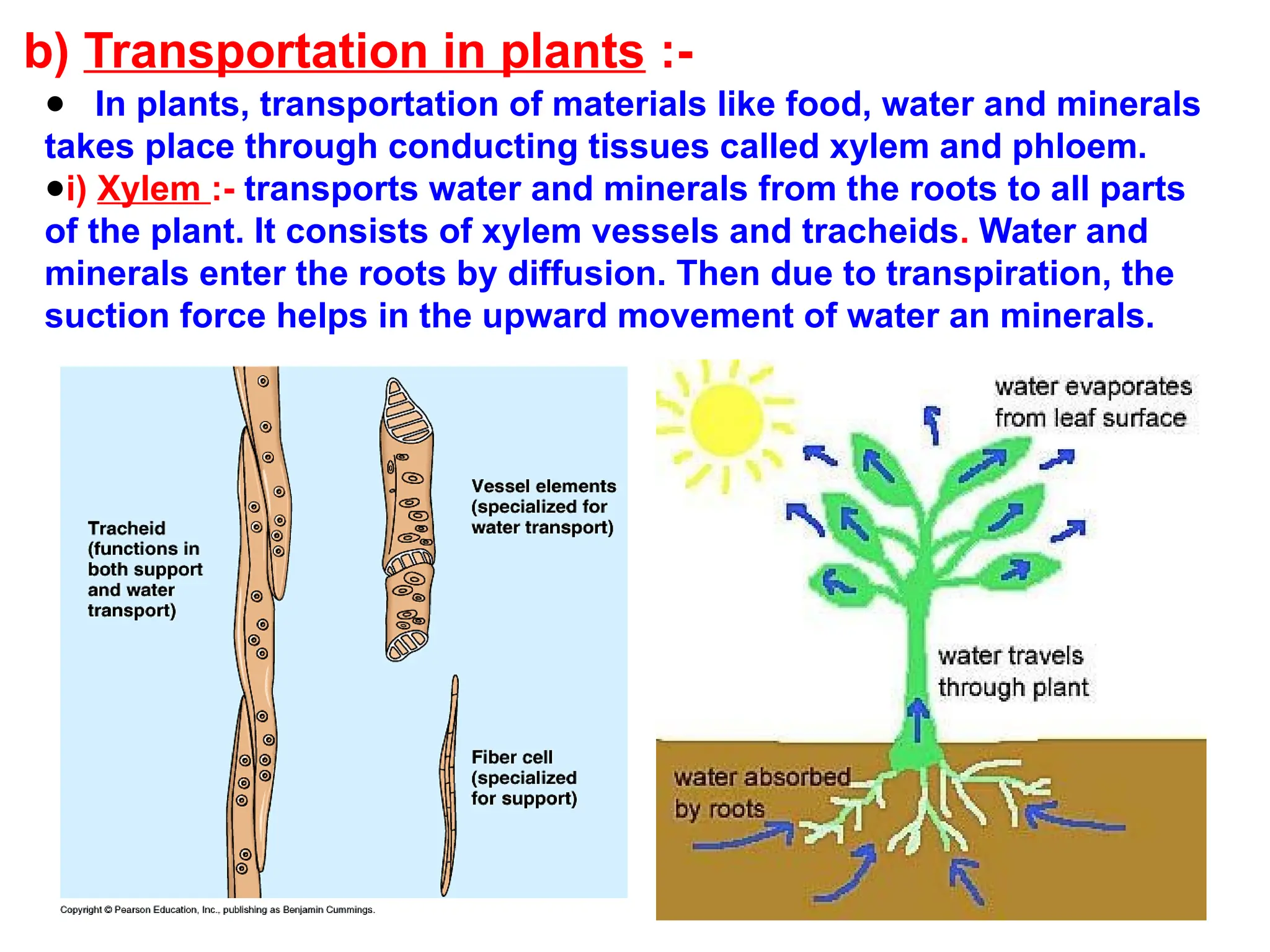 b) Transportation in plants :-
● In plants, transportation of materials like food, water and minerals
takes place through conducting tissues called xylem and phloem.
●i) Xylem :- transports water and minerals from the roots to all parts
of the plant. It consists of xylem vessels and tracheids. Water and
minerals enter the roots by diffusion. Then due to transpiration, the
suction force helps in the upward movement of water an minerals.
 