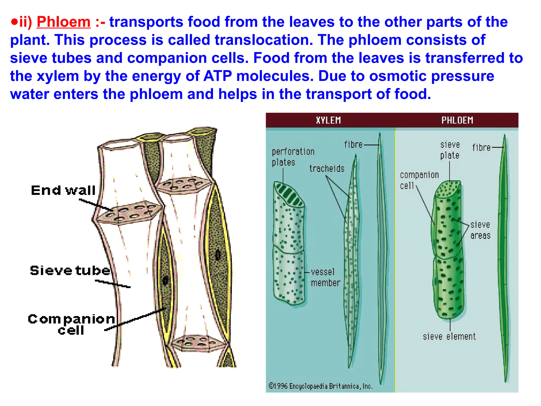 ●ii) Phloem :- transports food from the leaves to the other parts of the
plant. This process is called translocation. The phloem consists of
sieve tubes and companion cells. Food from the leaves is transferred to
the xylem by the energy of ATP molecules. Due to osmotic pressure
water enters the phloem and helps in the transport of food.
 