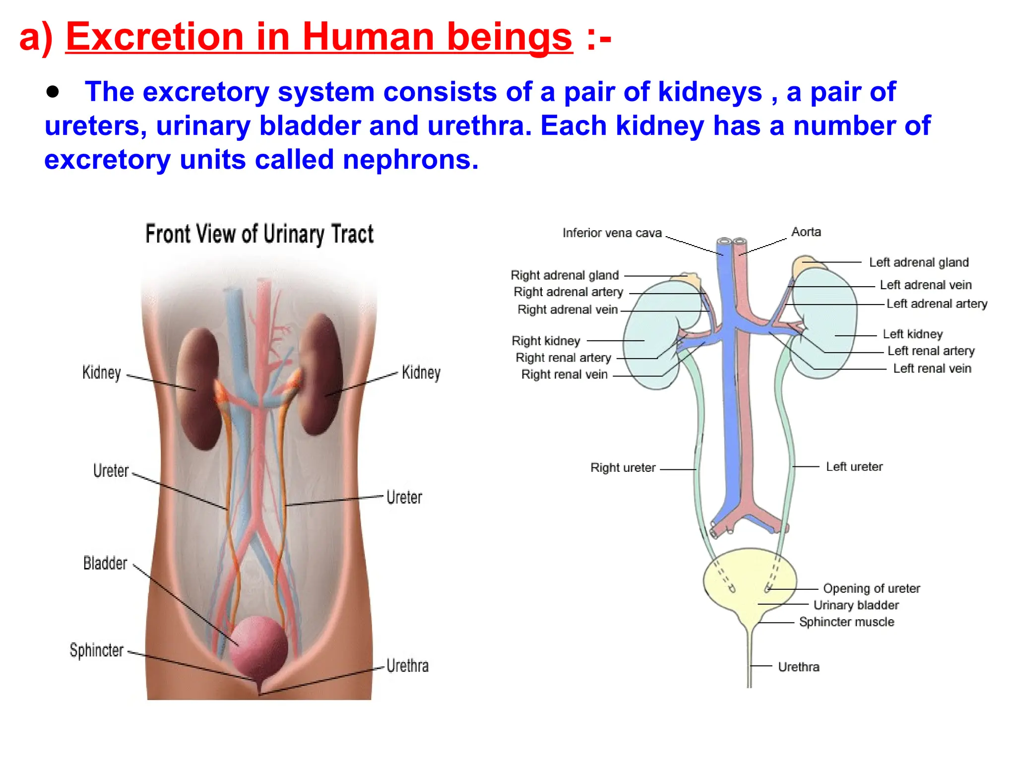 a) Excretion in Human beings :-
● The excretory system consists of a pair of kidneys , a pair of
ureters, urinary bladder and urethra. Each kidney has a number of
excretory units called nephrons.
 