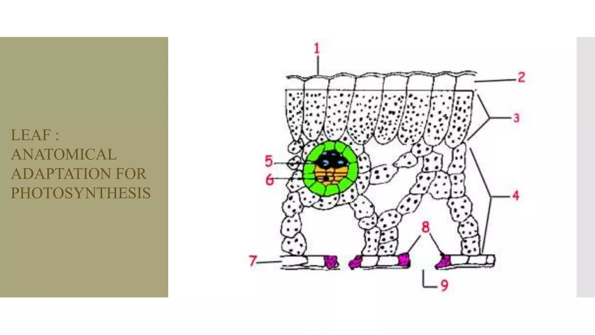 Leaf: Anatomical adaptation of photosynthesis
LEAF :
ANATOMICAL
ADAPTATION FOR
PHOTOSYNTHESIS
 