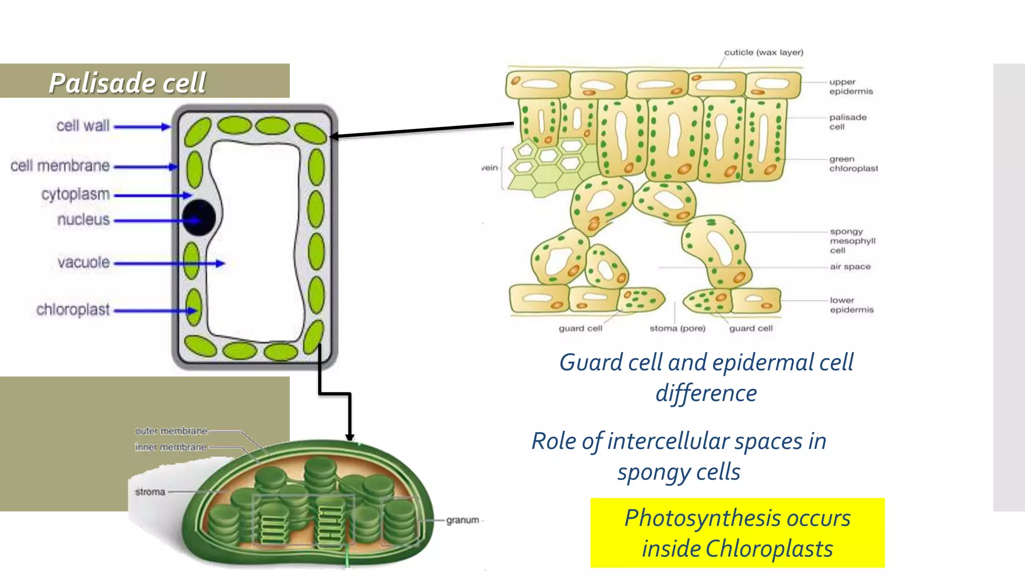 Palisade cell
Photosynthesis occurs
insideChloroplasts
Guard cell and epidermal cell
difference
Role of intercellular spaces in
spongy cells
 