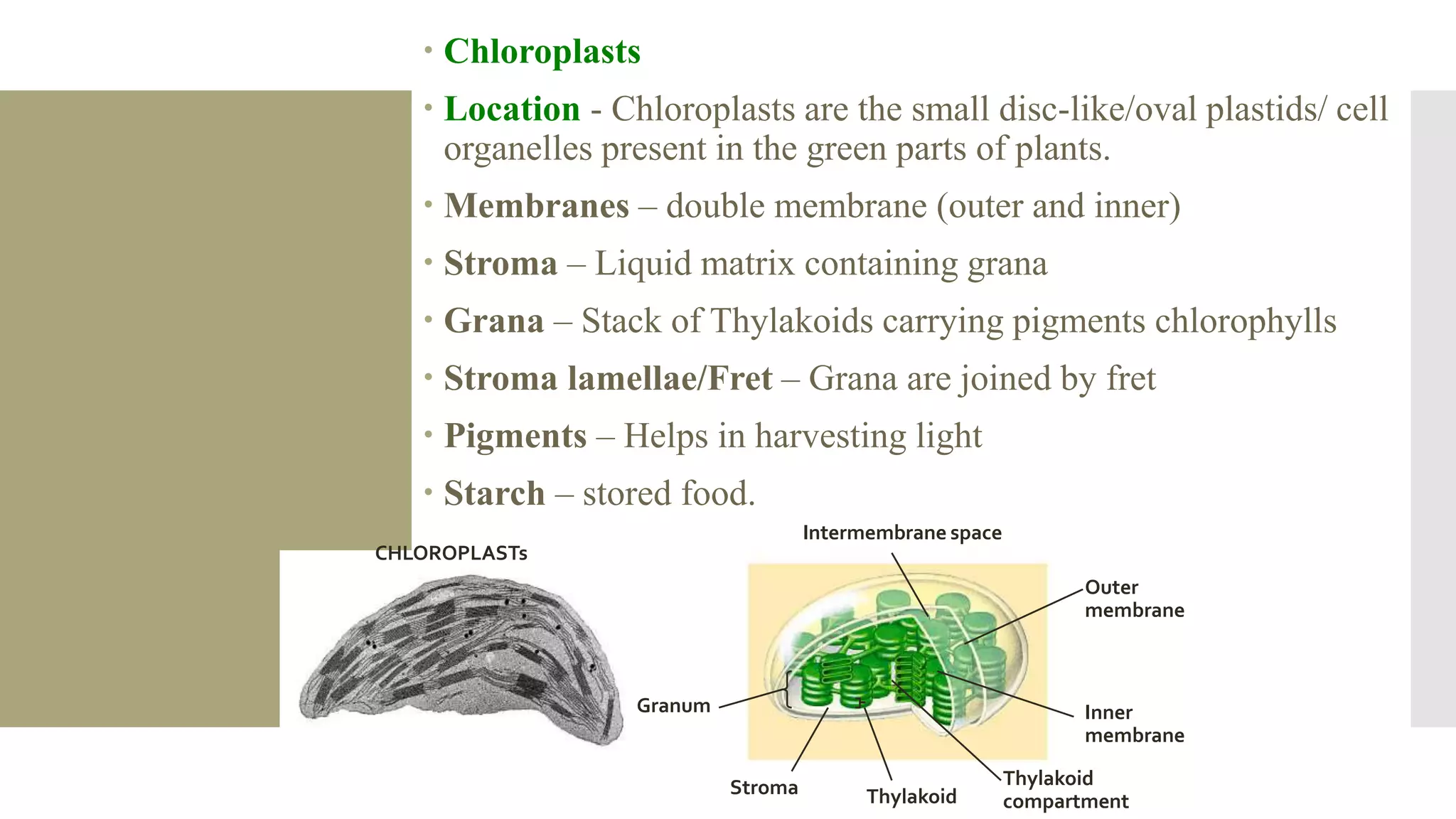  Chloroplasts
 Location - Chloroplasts are the small disc-like/oval plastids/ cell
organelles present in the green parts of plants.
 Membranes – double membrane (outer and inner)
 Stroma – Liquid matrix containing grana
 Grana – Stack of Thylakoids carrying pigments chlorophylls
 Stroma lamellae/Fret – Grana are joined by fret
 Pigments – Helps in harvesting light
 Starch – stored food.
CHLOROPLASTs
Intermembrane space
Outer
membrane
Inner
membrane
Thylakoid
compartmentThylakoidStroma
Granum
 