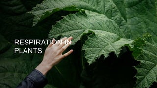 RESPIRATION IN
PLANTS
 
