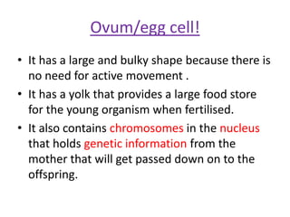 Ovum/egg cell!
• It has a large and bulky shape because there is
  no need for active movement .
• It has a yolk that provides a large food store
  for the young organism when fertilised.
• It also contains chromosomes in the nucleus
  that holds genetic information from the
  mother that will get passed down on to the
  offspring.
 