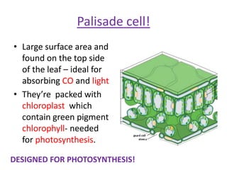 Palisade cell!
• Large surface area and
  found on the top side
  of the leaf – ideal for
  absorbing CO and light
• They’re packed with
  chloroplast which
  contain green pigment
  chlorophyll- needed
  for photosynthesis.

DESIGNED FOR PHOTOSYNTHESIS!
 