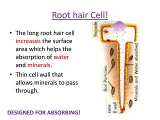 Root hair Cell!
• The long root hair cell
  increases the surface
  area which helps the
  absorption of water
  and minerals.
• Thin cell wall that
  allows minerals to pass
  through.


DESIGNED FOR ABSORBING!
 