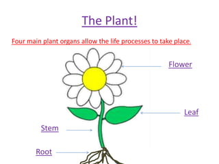 The Plant!
Four main plant organs allow the life processes to take place.


                                                      Flower




                                                           Leaf
          Stem

        Root
 