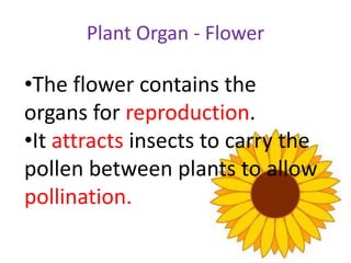 Plant Organ - Flower

•The flower contains the
organs for reproduction.
•It attracts insects to carry the
pollen between plants to allow
pollination.
 