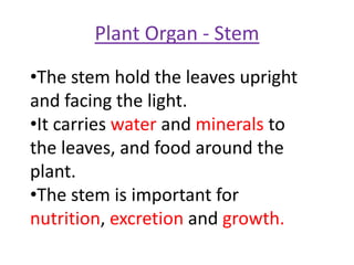 Plant Organ - Stem
•The stem hold the leaves upright
and facing the light.
•It carries water and minerals to
the leaves, and food around the
plant.
•The stem is important for
nutrition, excretion and growth.
 