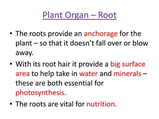 Plant Organ – Root
• The roots provide an anchorage for the
  plant – so that it doesn’t fall over or blow
  away.
• With its root hair it provide a big surface
  area to help take in water and minerals –
  these are both essential for
  photosynthesis.
• The roots are vital for nutrition.
 