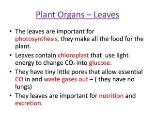 Plant Organs – Leaves
• The leaves are important for
  photosynthesis, they make all the food for the
  plant.
• Leaves contain chloroplast that use light
  energy to change CO2 into glucose.
• They have tiny little pores that allow essential
  CO in and waste gases out – ( they have no
  lungs)
• They leaves are important for nutrition and
  excretion.
 