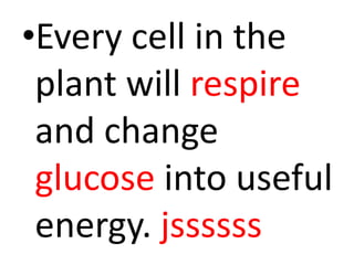 •Every cell in the
 plant will respire
 and change
 glucose into useful
 energy. jssssss
 