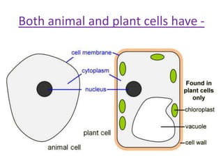 Both animal and plant cells have -
 