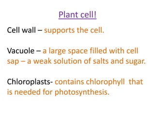 Plant cell!
Cell wall – supports the cell.

Vacuole – a large space filled with cell
sap – a weak solution of salts and sugar.

Chloroplasts- contains chlorophyll that
is needed for photosynthesis.
 