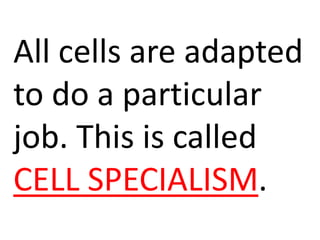 All cells are adapted
to do a particular
job. This is called
CELL SPECIALISM.
 
